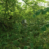 Cambridge Grondschijnwerper voor Buiten in gepolijst nikkel, geplaatst tussen groene planten buiten.