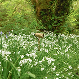 Cambridge Grond Spotlight – Antiek Messing, buitenspotlight geplaatst tussen gras en witte bloemen.