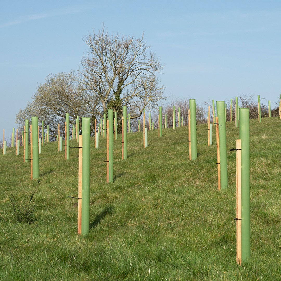 Earth Day 2023: Bäume pflanzen  