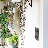 Bronze 6G two way toggle switch fixed to cream wall next to shelves of hanging plants