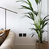 Bronze and black single socket fixed to white wall with large palm plant to the right and cream lounge suite to the left