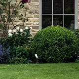 Ealing Ground Spotlight in polished nickel illuminates a garden with white flowers, roses, and a stone wall.