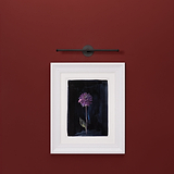 Framed bird and purple flower art on dark background, mounted on a red wall, lit by Taylor Picture Light.