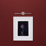 Framed painting of purple flower and bird on maroon wall, lit by 400mm Taylor Light in polished nickel.