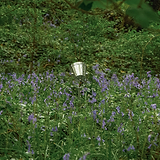 Cambridge Spot Large sur Piquet – Nickel Poli, grand spot d’extérieur sur piquet parmi des plantes vertes.