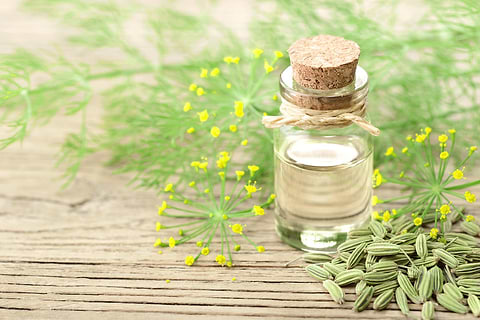 fennel-seed-extract