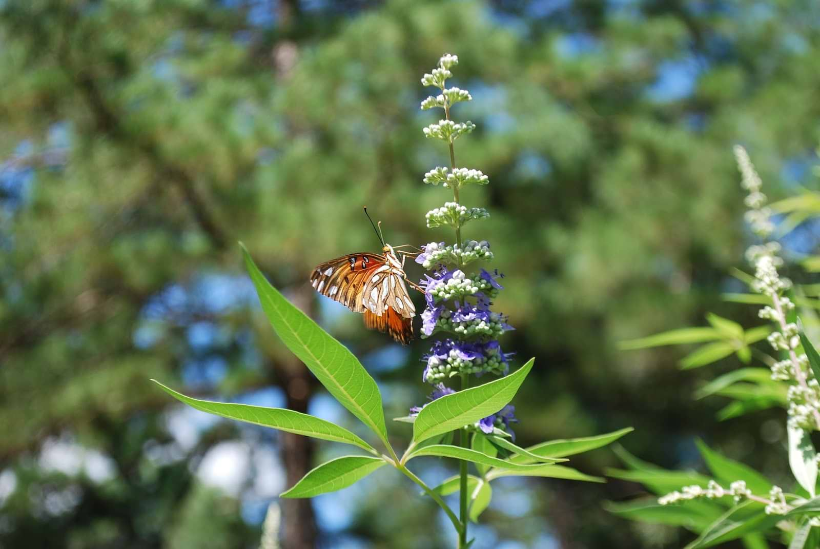 Menopause supplements: chasteberry