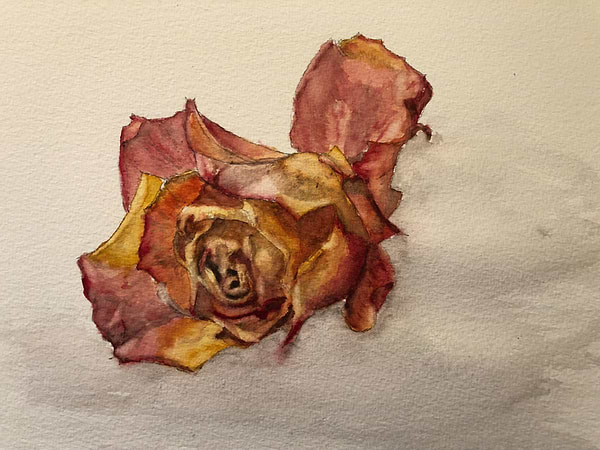 Withering rose