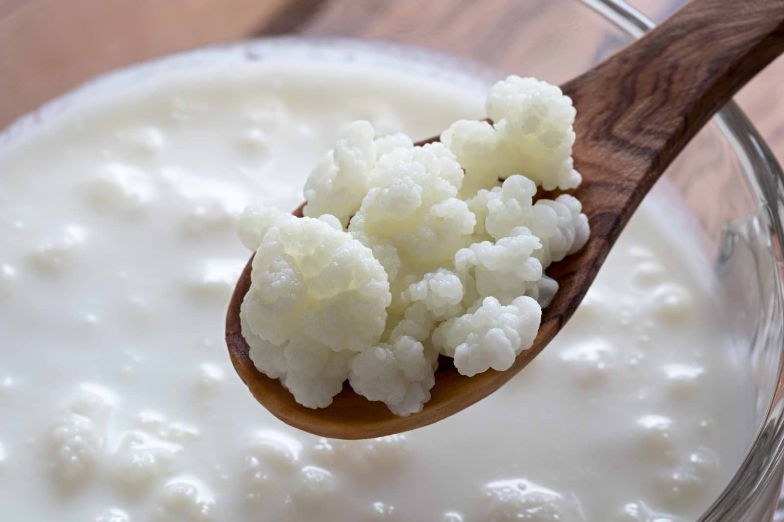 Kefir yogurt starter on a spoon