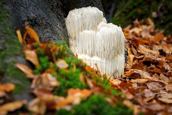 lions mane benefits