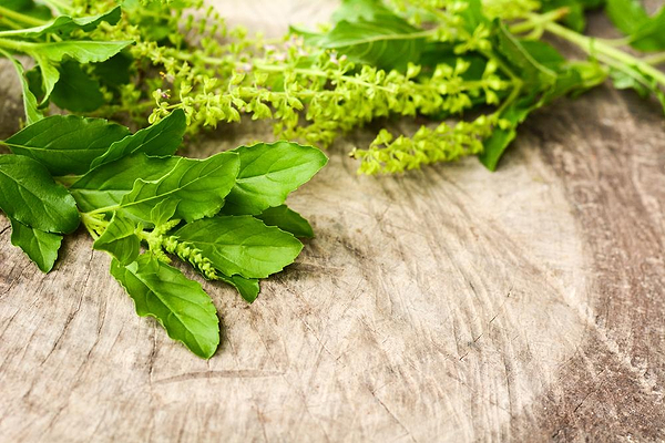 holy basil benefits