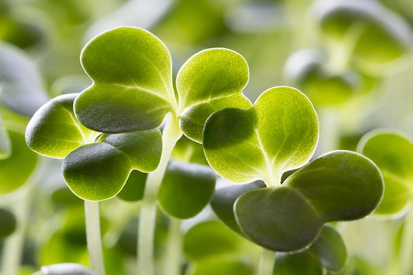 Broccoli Sprout Benefits