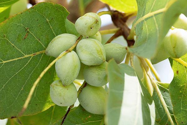 7 Rare Nutrient-Loaded Australian Superfoods For Bulletproof Immunity