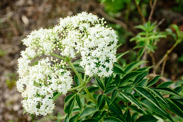 Valerian Root for Better Sleep, Less Anxiety, Weight Loss and Hormone Balancing