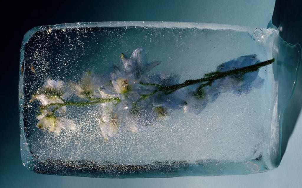 Frozen flower inside ice cube - 10 Best Essential Oils To Calm You - Ripple+