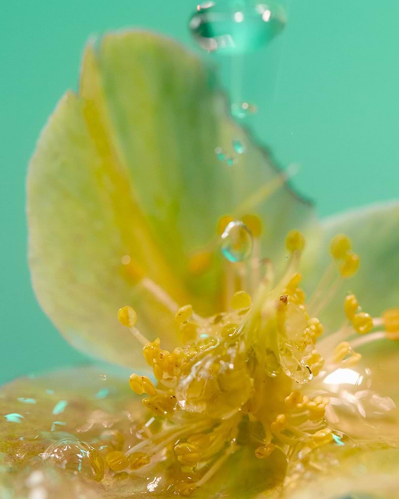 Scented Realms: How Fragrance Transports Mood, Space & Mind