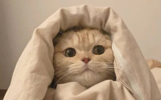 Why is enough sleep important - Ripple+