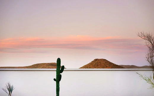 Cactus with mountains behind during sunset
