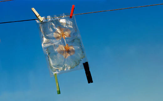Plastic bag hanging in blue background- How Effective Are Nicotine Patches - Ripple+