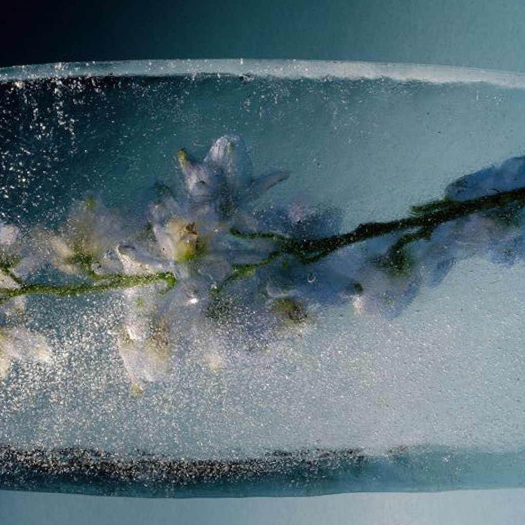 Frozen flower inside ice cube - 10 Best Essential Oils To Calm You - Ripple+