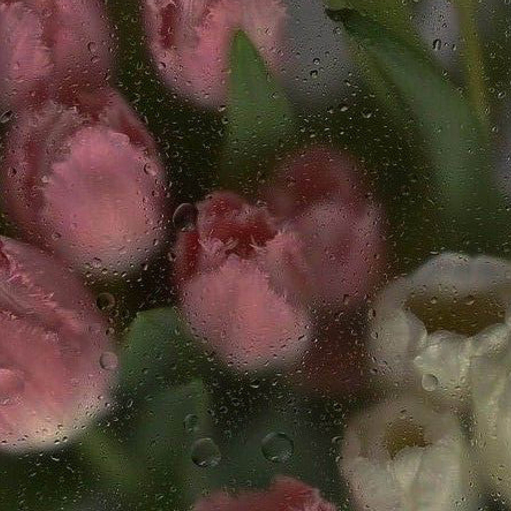 Tulips through wet window
