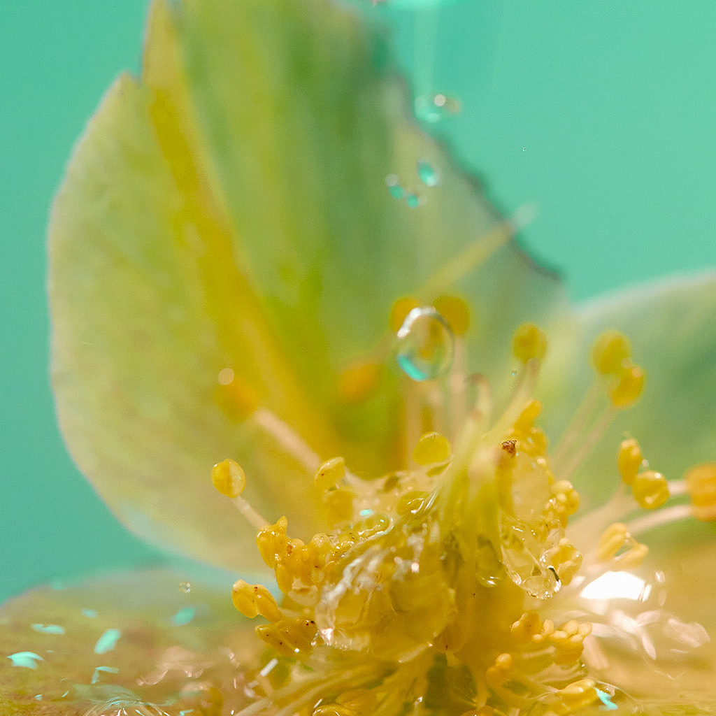 Scented Realms: How Fragrance Transports Mood, Space & Mind