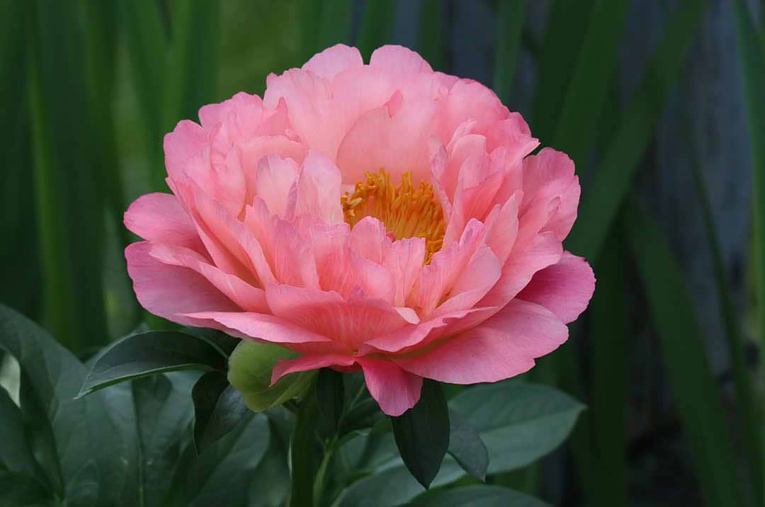 Peony Flower Coral Sunset
