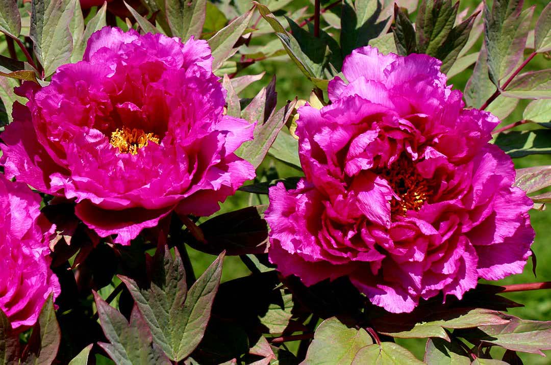 which one do you like more? #pinkpeony #flushpink