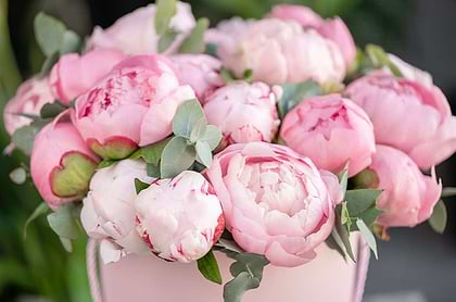 Exploring the Enchantment of 37 Different Peonies