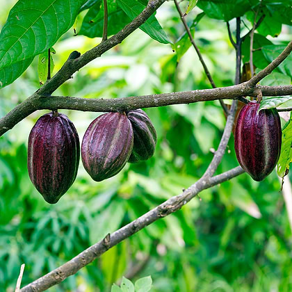 The Differences Between Cacao and Cocoa
