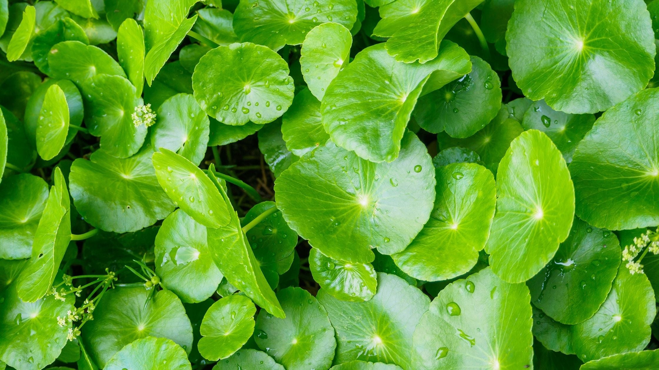 You Will Fall in Love with Centella Asiatica