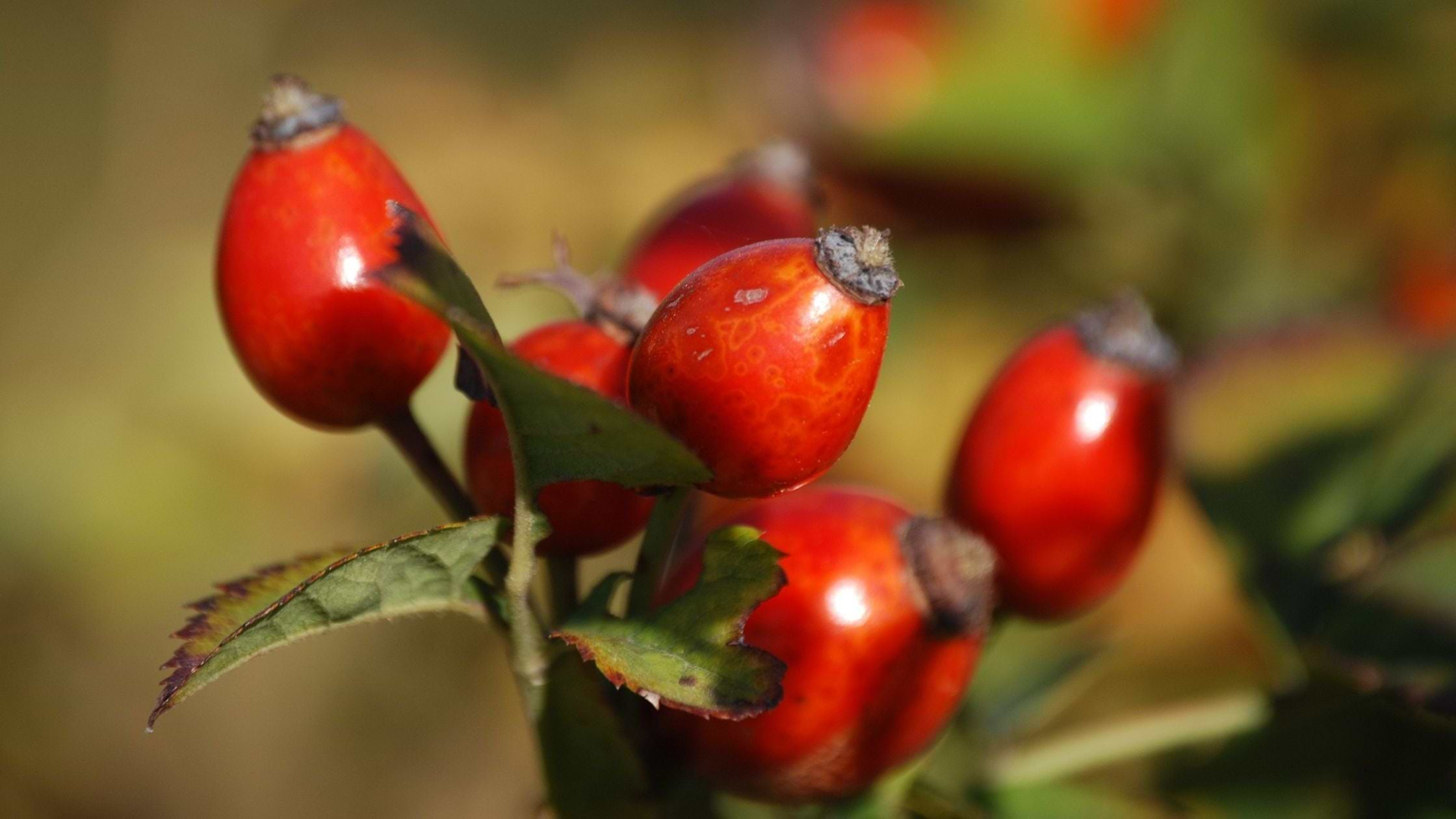 Rose Hip Oil for face