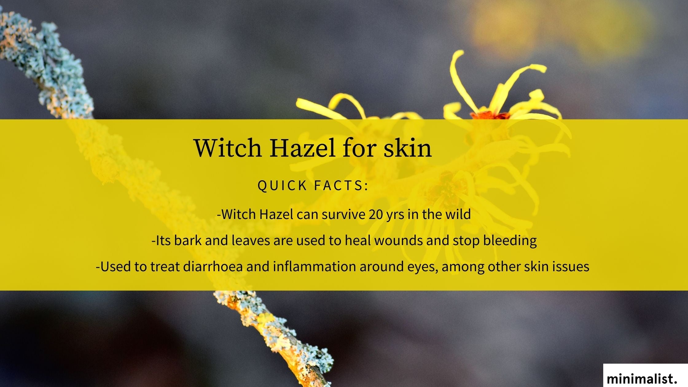 What Is Witch hazel?