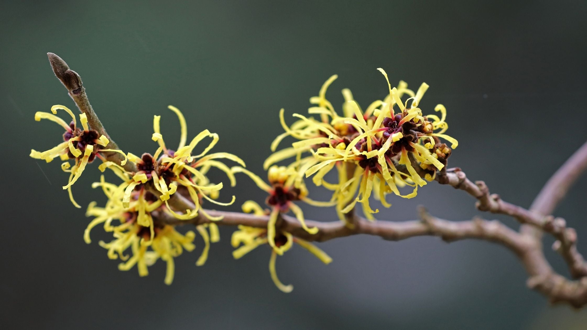 Witch Hazel For Skin