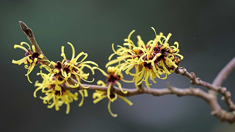 Witch Hazel For Skin: Benefits, Uses And Risks