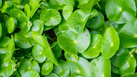 You Will Fall in Love with Centella Asiatica! Here's why