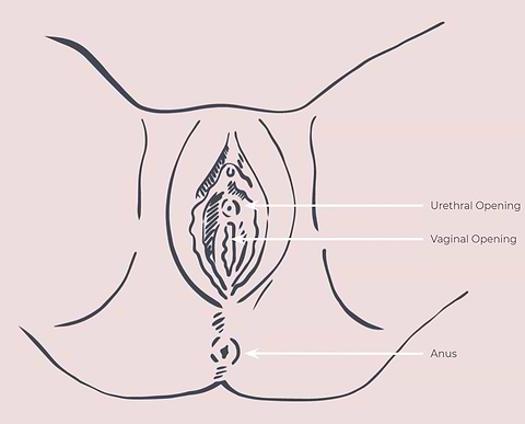 Vagina anatomy