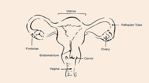 Saalt uterus diagram