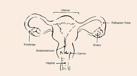 Saalt uterus diagram