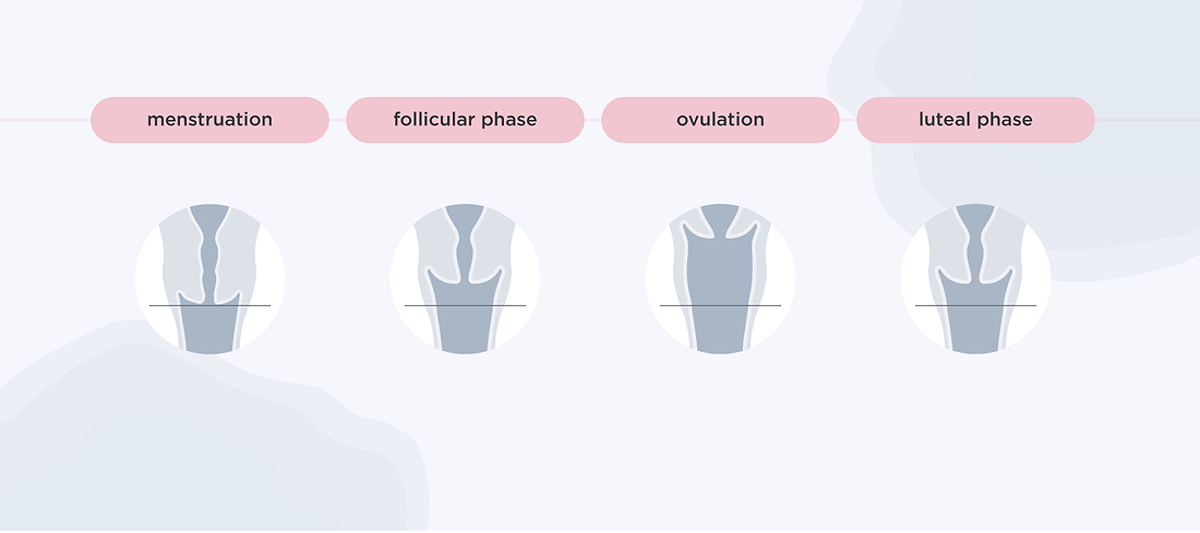 Can Your Cervix Height Change?