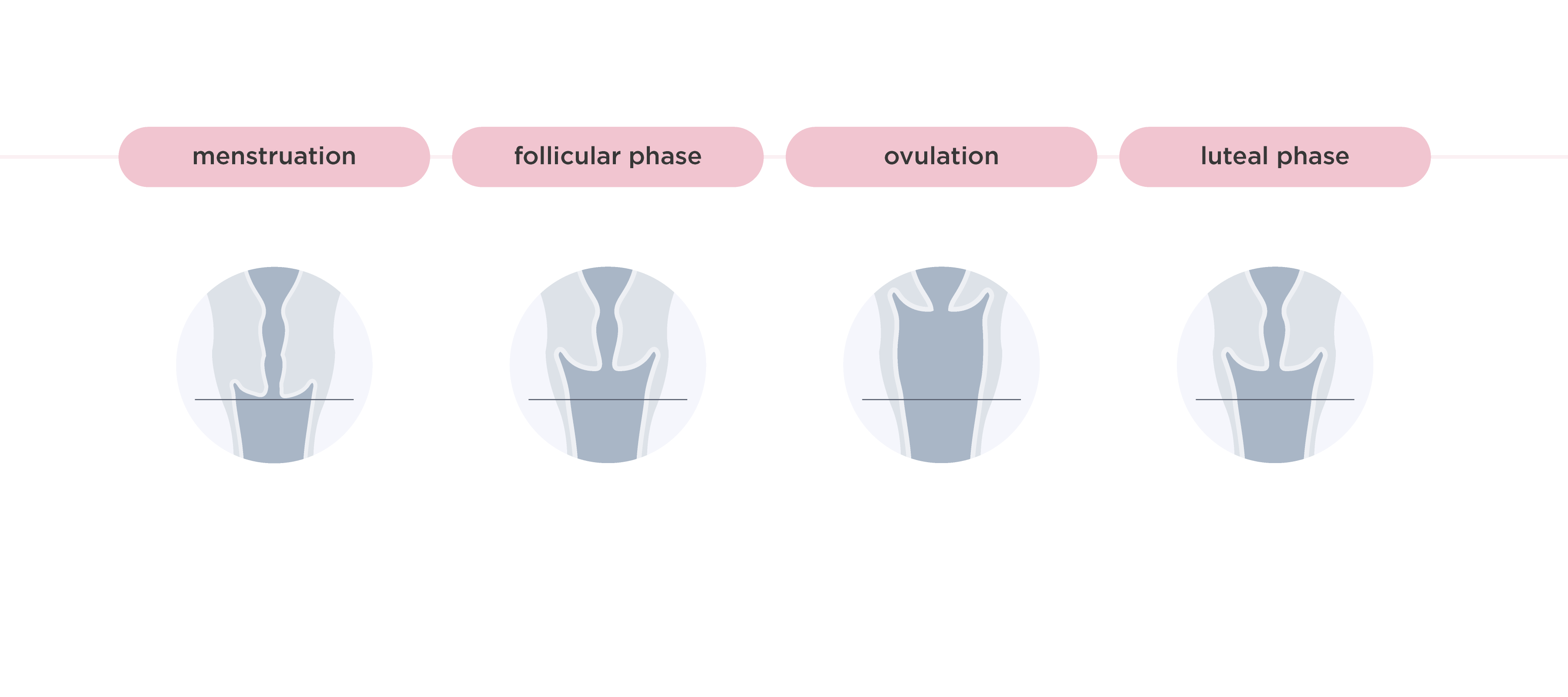 Cervical Change Process Understanding Cervix Changes During Your Menstrual Cycle | Saalt