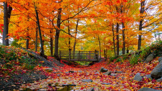 Where to Experience the Best Fall Foliage
