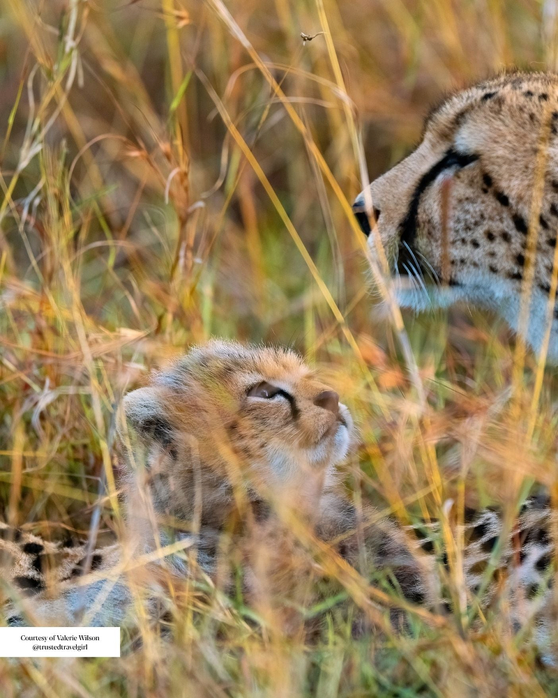 Culture & Conservation