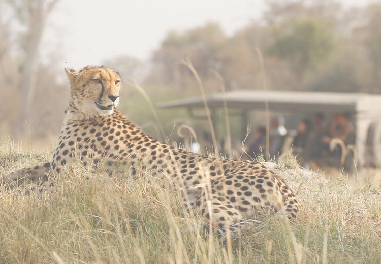 What to wear on a Safari