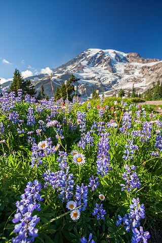 Karimah Dossa, Anatomie Escape Artist, will let you breathe fresh air, relish in the wildflowers all around, while endless views of snow-capped mountains surround you