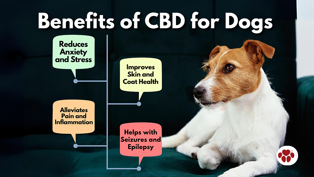 CBD Oil Benefits for Dog