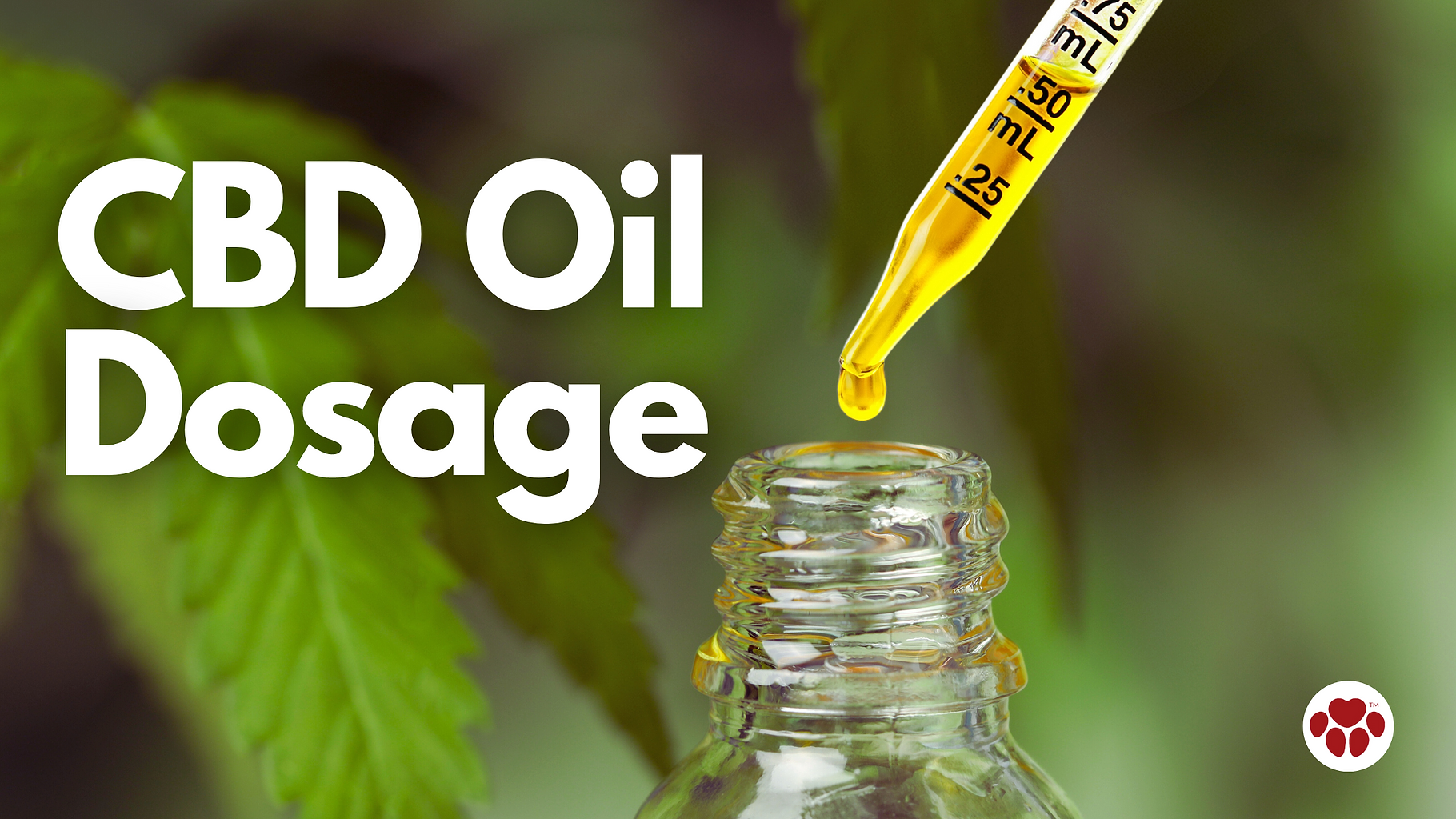 CBD Oil Dosage