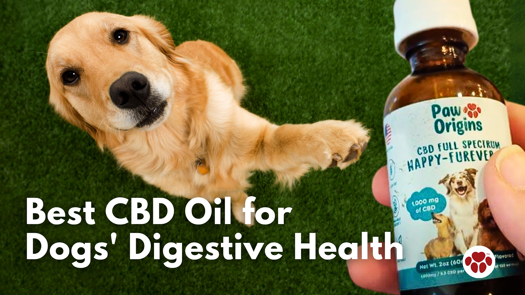 Best CBD Oils for Dogs' Digestive Health