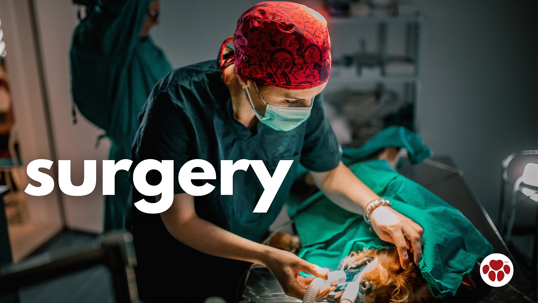 dog surgery