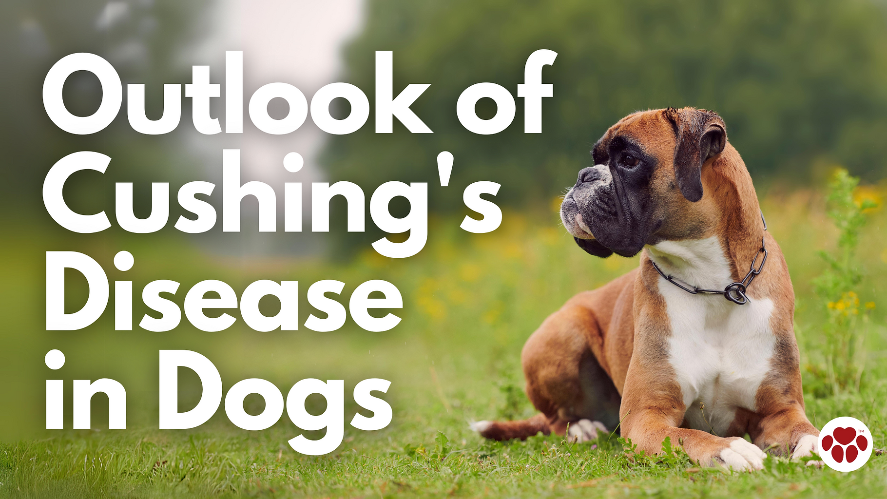 dog in a field of grass